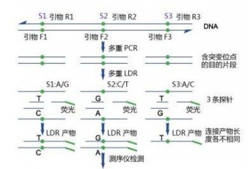 miRNA引物設計合成